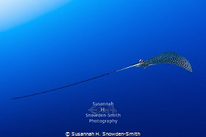 "Beautiful Flight #2" - A spotted eagle ray in flight.  P... by Susannah H. Snowden-Smith 